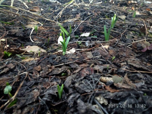 На Волині у лісі розквітли перші підсніжники. ФОТО