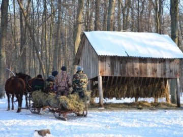 «Полювання» на волинських зубрів: звірів шукали ...по свіжих екскрементах. ФОТО