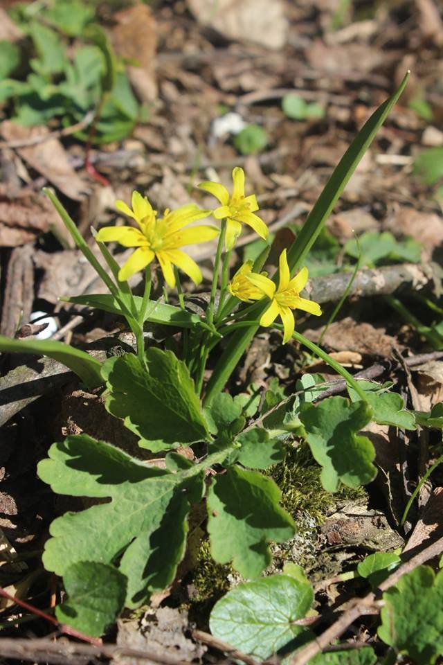Волинян кличуть милуватися первоцвітами. ФОТО