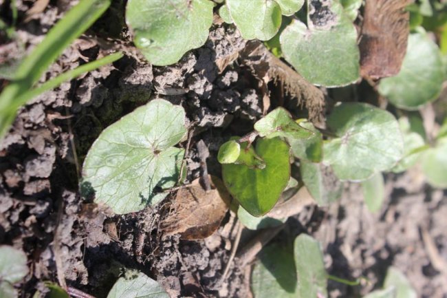 Волинян кличуть милуватися первоцвітами. ФОТО