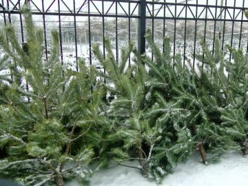 Скільки ялинок та сосен цього року продали на Волині