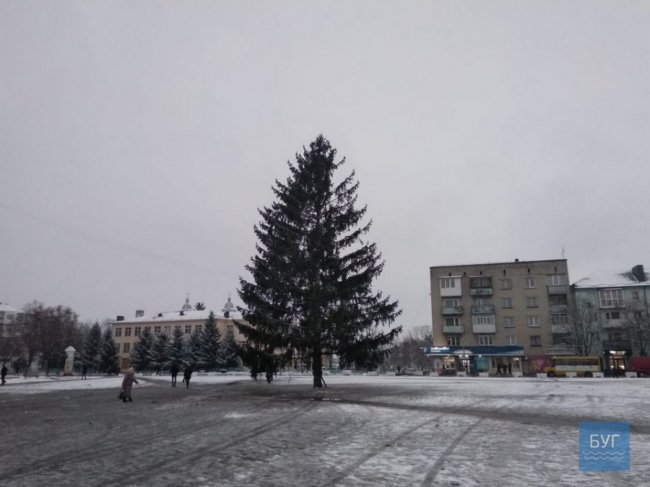 Головну ялинку встановили у Володимирі-Волинському. ФОТО
