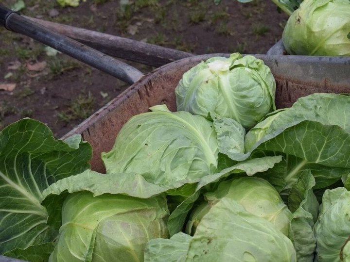 Коли збирати капусту: названо ідеальний час для тривалого зберігання