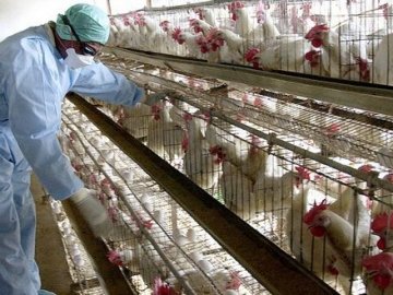 За останню добу коронавірус підтвердили у 34 працівників птахофабрики у Володимирі