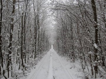 Зона відпочинку з'явиться у Тунелі кохання на Рівненщині