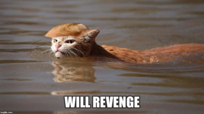 Сердитий кіт із затопленого Х’юстона став мемом