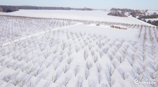 Директор «Луцькспецкомунтрансу» не вказав у декларації квартиру, авто і бізнес з фундуком – розслідування