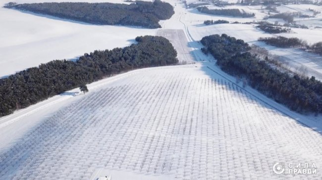 Фундукова плантація в Пустомитах