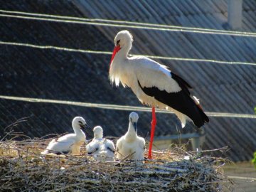 Волинський священик показав, як підросли церковні лелеки. ФОТО