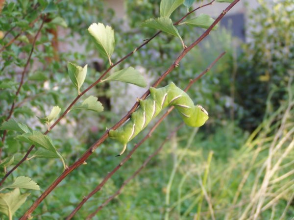 Фотовиставка Олександра Пизи