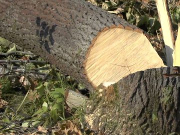 У Луцьку за зрубане дерево доведеться заплатити до 10 тисяч гривень 