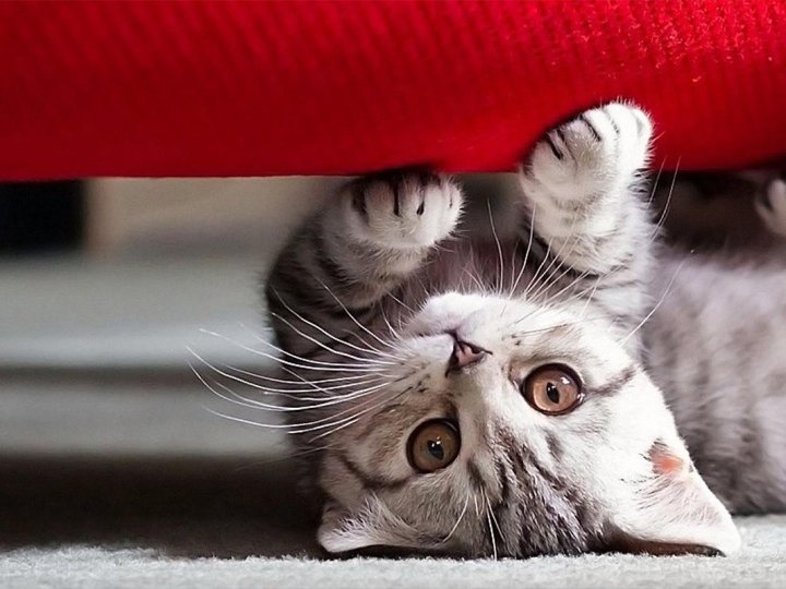 Як захистити диван від кота: 5 перевірених методів