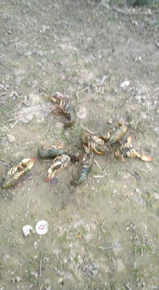 На луцькому ставку утворилося «кладовище» раків