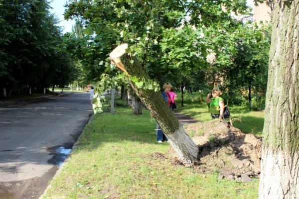 Стихія понищила дерева у Луцьку. ФОТО