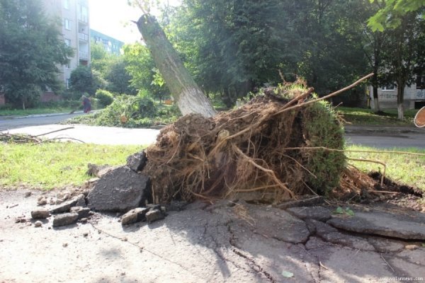 Стихія понищила дерева у Луцьку. ФОТО
