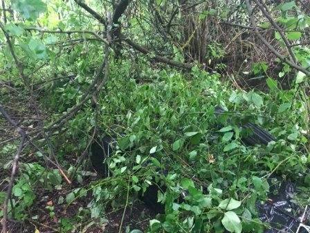 Цигарки та човен: прикордонники знайшли сховок контрабандистів