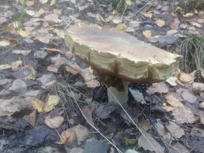 Заступник голови Волинської облради назбирав декілька кошиків грибочків. ФОТО