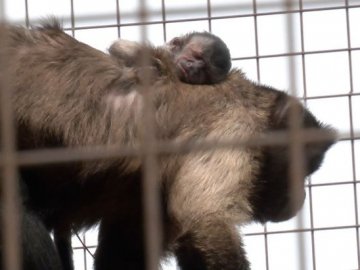 У Луцькому зоопарку – поповнення: у пари капуцинів народився малюк