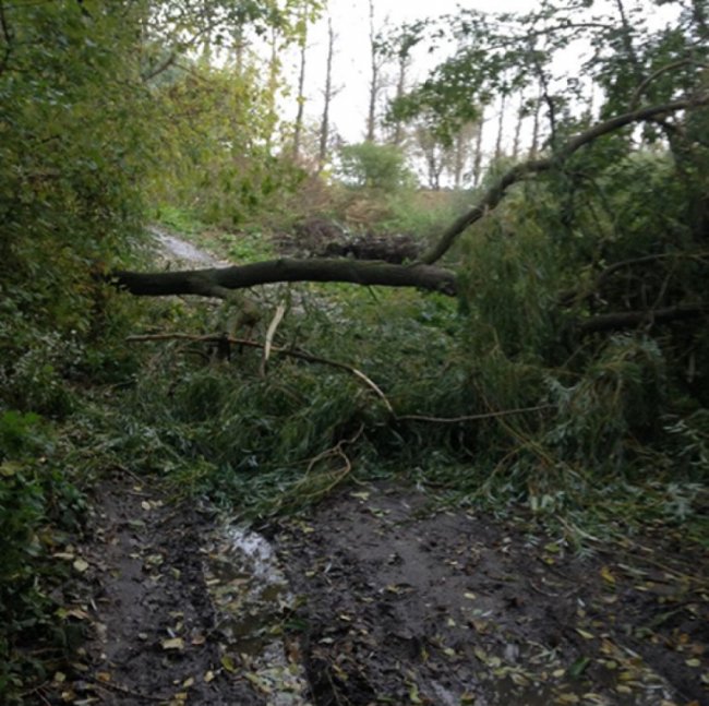 Буревій на Волині: рятувальники прибирають повалені дерева