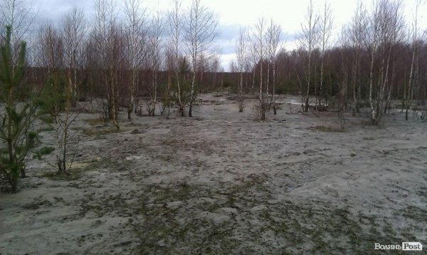 На Волині чергова навала бурштинокопачів. Тепер у Любешівському районі. ФОТО