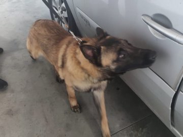 На Ягодині затримали чоловіка, який хотів провезти у спідній білизні марихуану