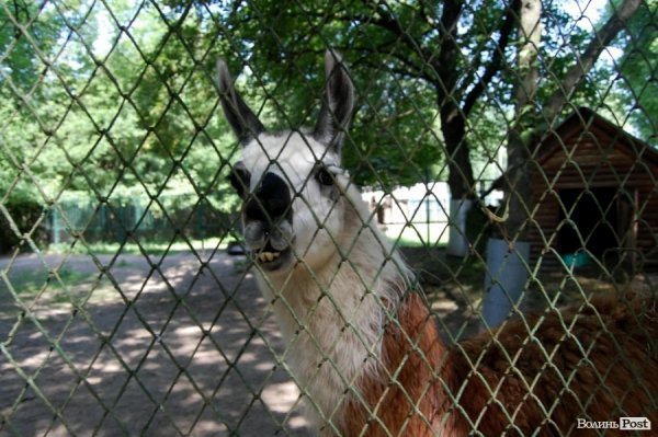 Луцький зоопарк планували розширити ще за Кривицького. ФОТО