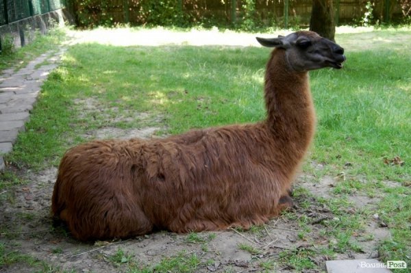 Луцький зоопарк планували розширити ще за Кривицького. ФОТО