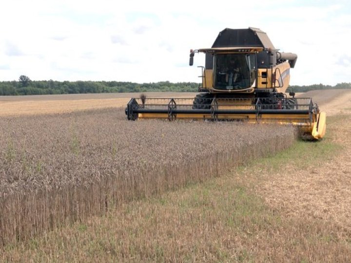 Урожай-2025 на Волині: скільки зерна та цукрових буряків зібрали аграрії минулого року