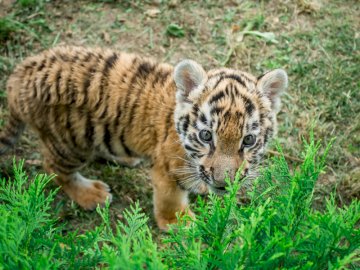 Смугасті будні: як у луцькому зоопарку живе тигреня Тріша. ФОТО