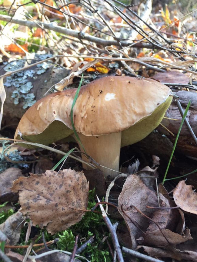 Волинянка похизувалася грибним «уловом». ФОТО