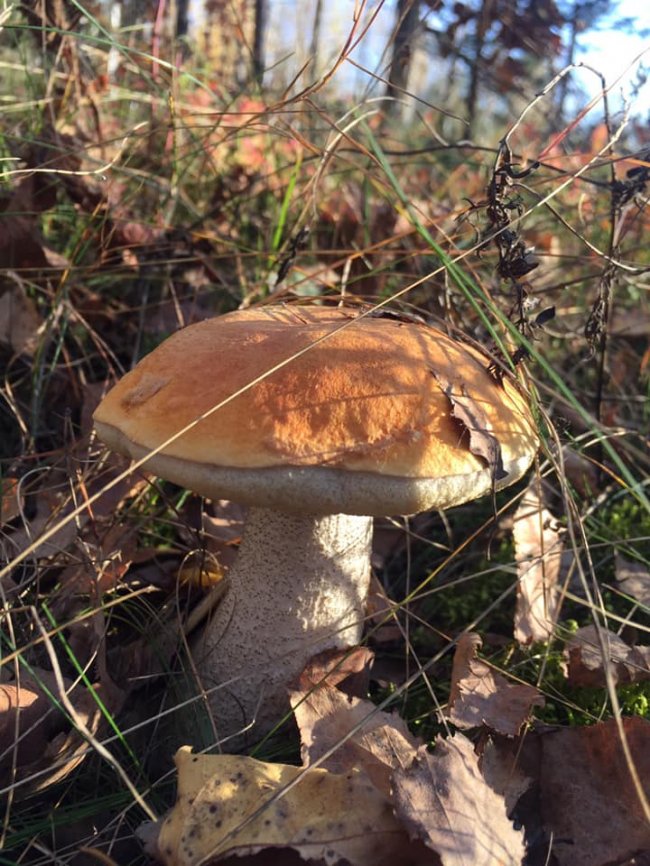 Волинянка похизувалася грибним «уловом». ФОТО