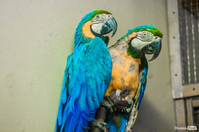 Пухнасті любощі, або Закохані парочки Луцького зоопарку. ФОТО