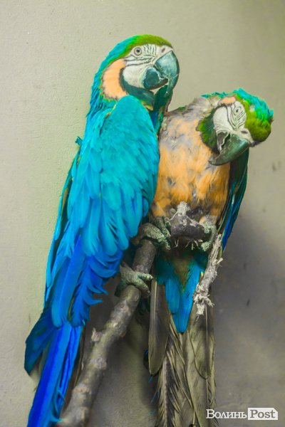 Пухнасті любощі, або Закохані парочки Луцького зоопарку. ФОТО