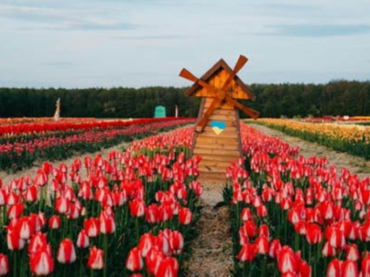 «Волинська Голландія»: якими будуть ціни на квитки на фестиваль тюльпанів
