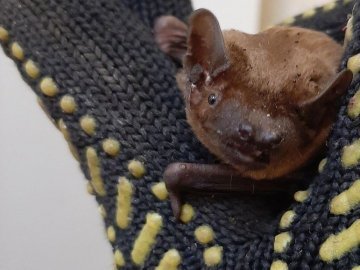 У Луцькому зоопарку буде свято кажанів: деталі