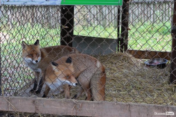 У Луцьку відкрили оновлений зоопарк. ФОТО 