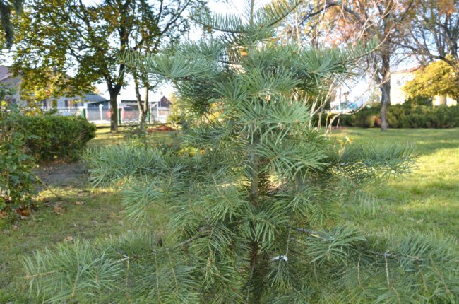 На Волині школярі заготовляли насіння рідкісних видів дерев. ФОТО