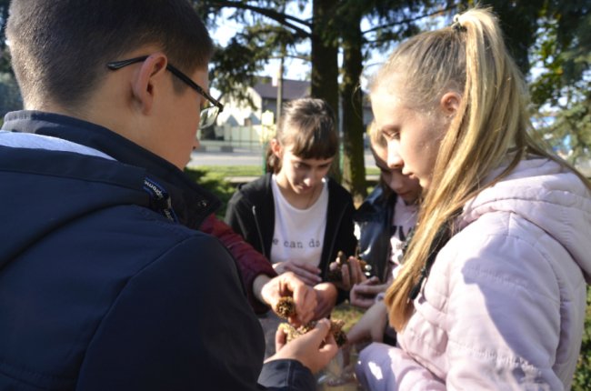 На Волині школярі заготовляли насіння рідкісних видів дерев. ФОТО