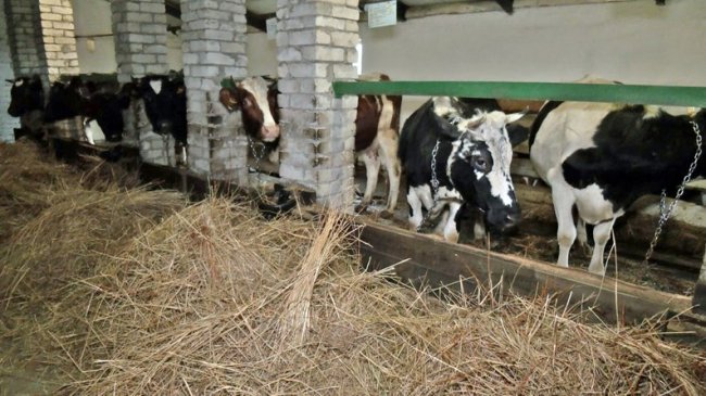 Як і чим живе волинське село за 500 метрів від Білорусі. ВІДЕО