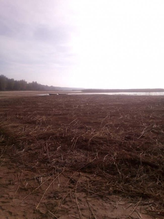На деяких ділянках берега озера Світязь вода відійшла на 90 метрів. ФОТО