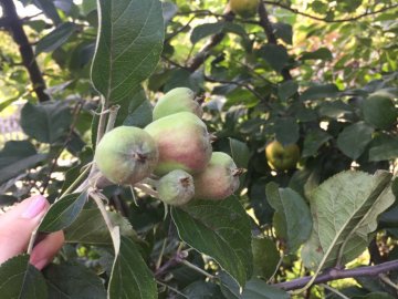 У волинянки вдруге за літо вродила яблуня. ФОТО