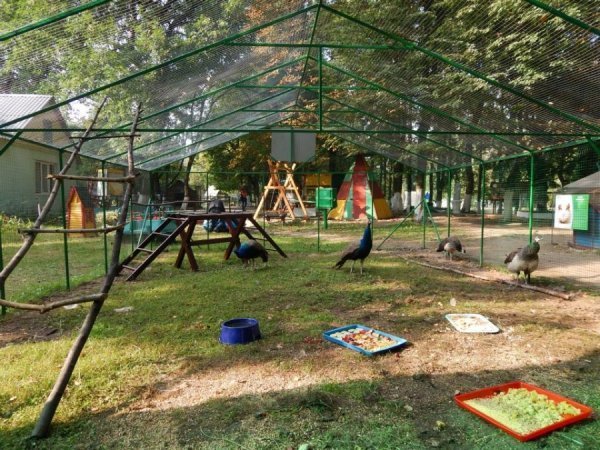 У луцькому зоопарку побільшало пернатих. ФОТО