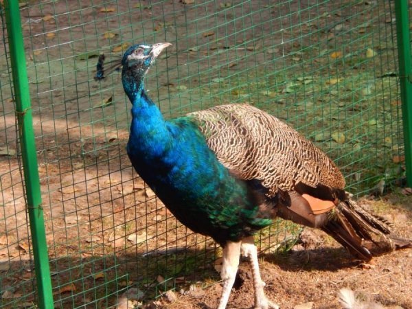 У луцькому зоопарку побільшало пернатих. ФОТО