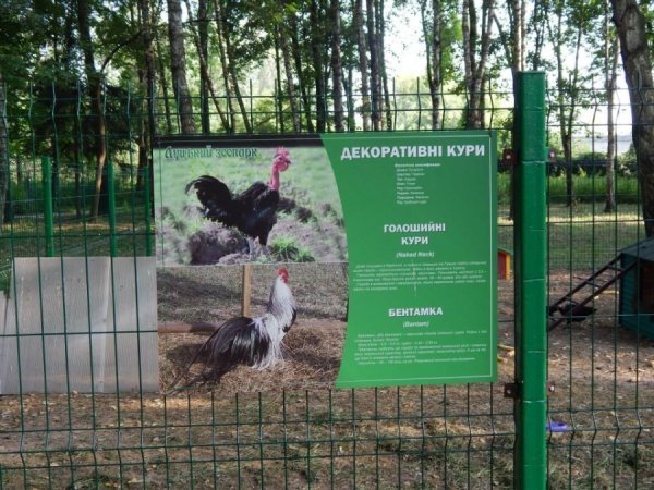 У луцькому зоопарку побільшало пернатих. ФОТО