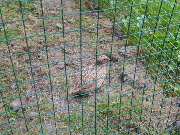 У луцькому зоопарку побільшало пернатих. ФОТО