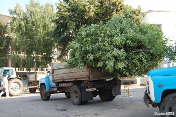 Центр Луцька звільняють від дерев. ФОТО