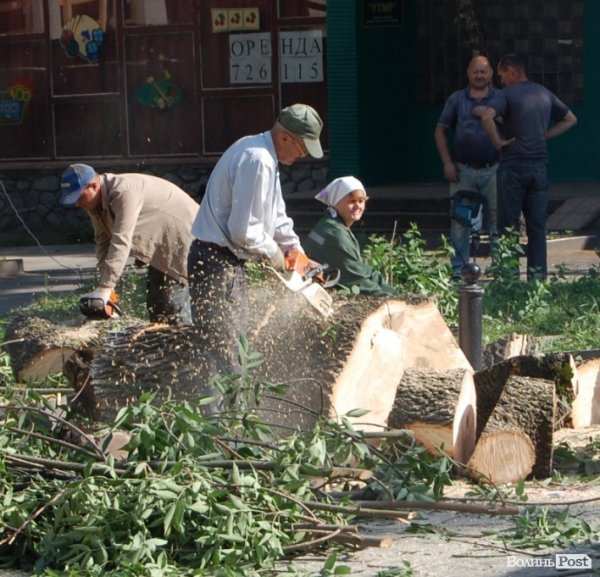 Центр Луцька звільняють від дерев. ФОТО