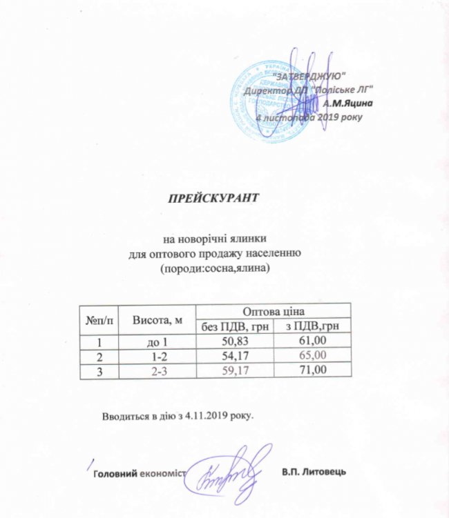 Почім на Волині продаватимуть новорічні ялинки. ПРЕЙСКУРАНТ