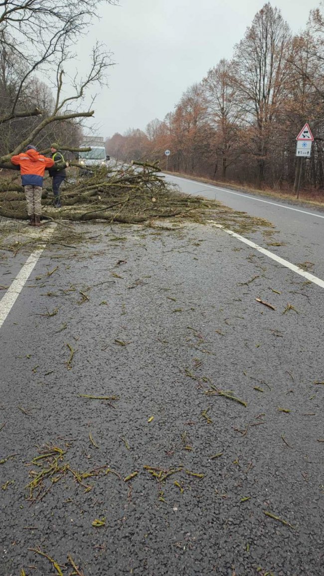 На дорогах Волині пориви вітру валять дерева: попереджають водіїв. ФОТО