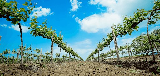 Як правильно вирощувати виноград*